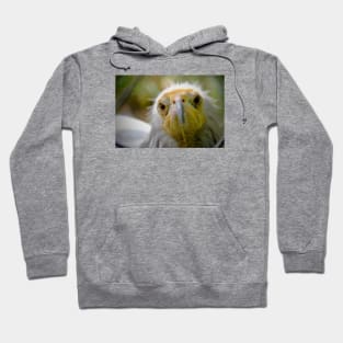 Vulture Hoodie